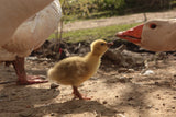 Very cute gosling, but Mama says "No Touching!"