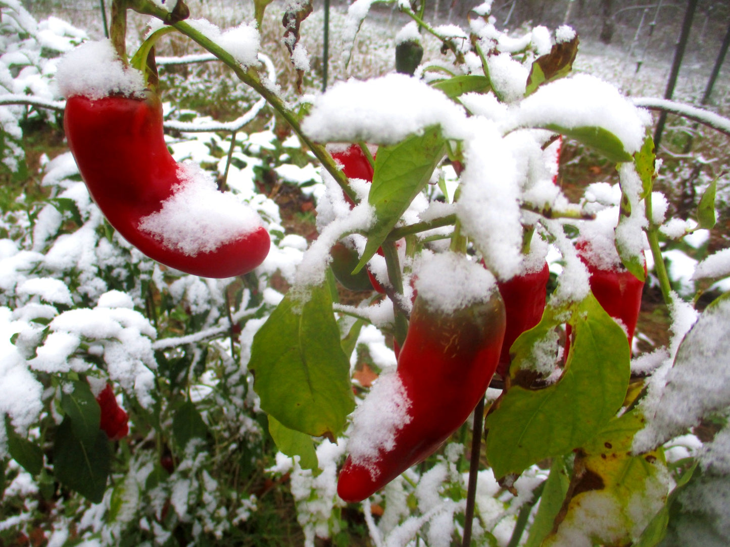 Cuartelez Chile Nativo Pepper