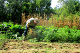 Harvesting peanuts