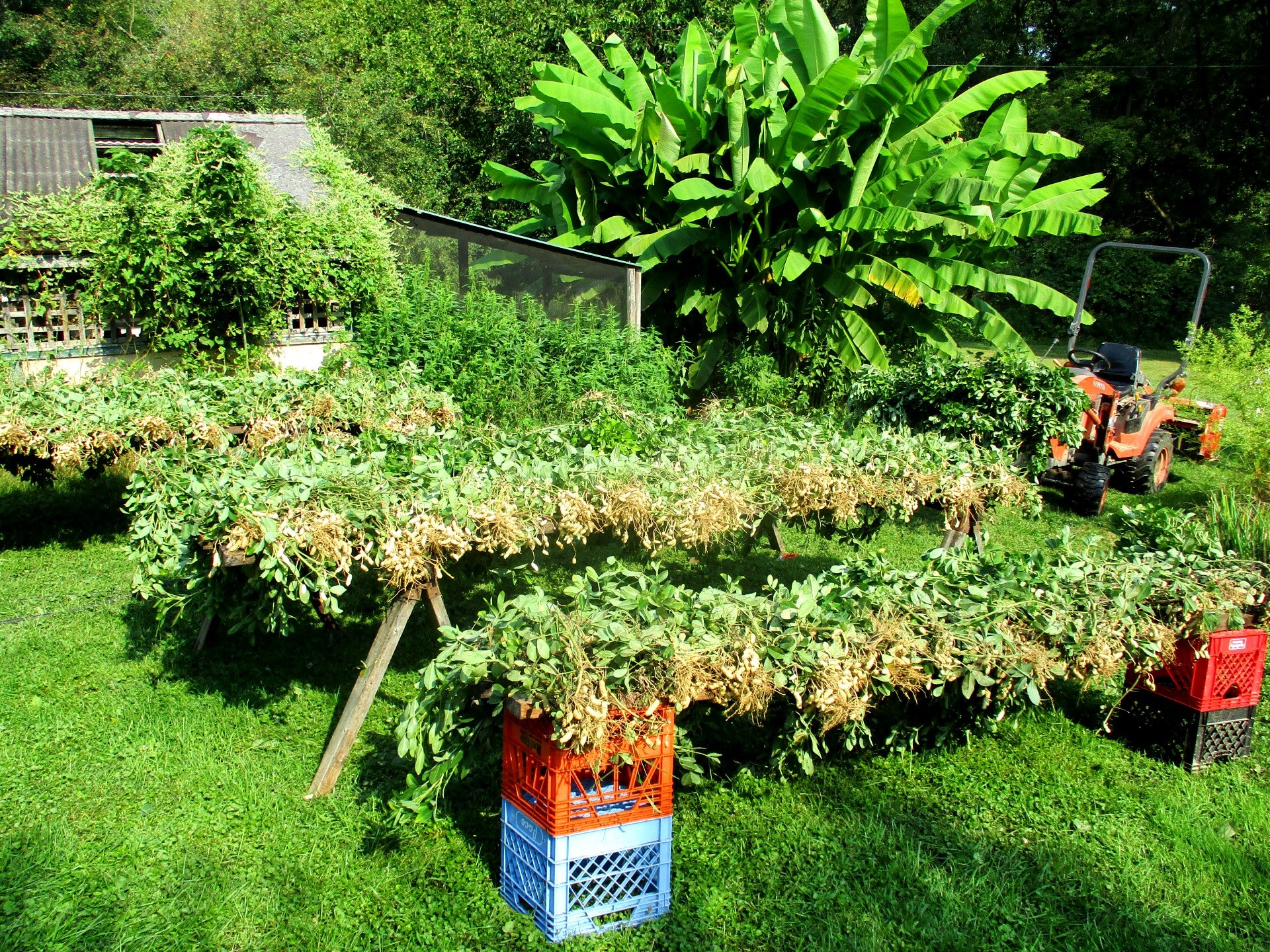 After harvest, peanuts are washed off and dried in the sun for a few hours.