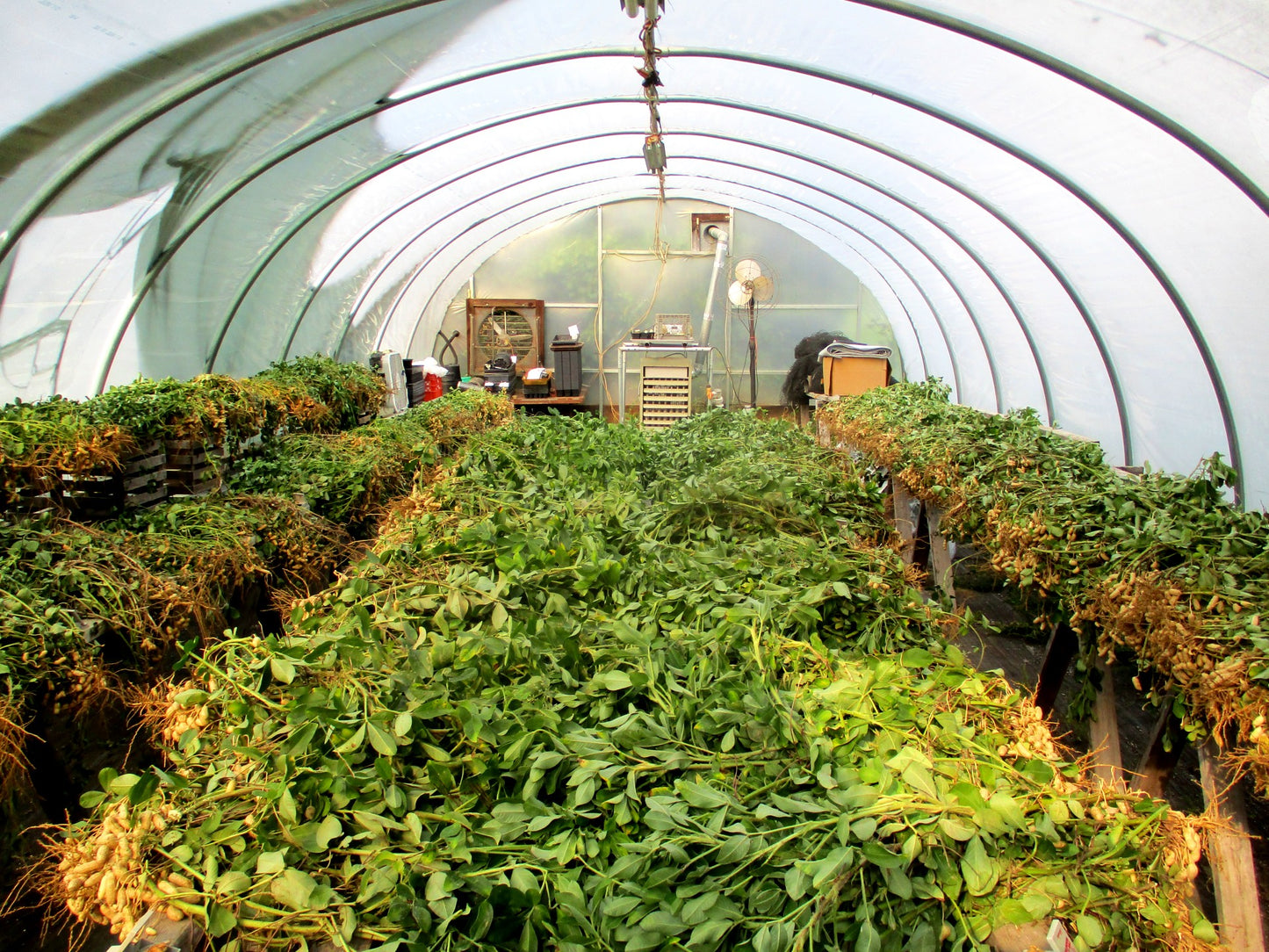 Peanuts drying indoors for a few days before removing pods from plants.