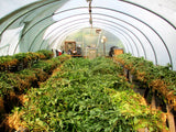 Peanuts drying indoors for a few days before removing pods from plants.