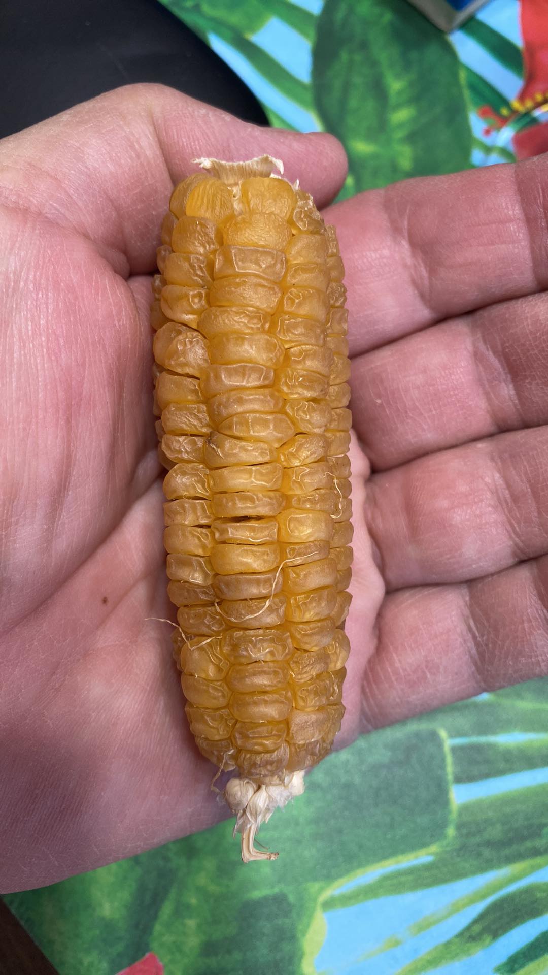 Koas Corn 