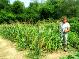 Saskatoon White flint corn.A 100 square foot bed.