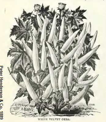 White Velvet Okra