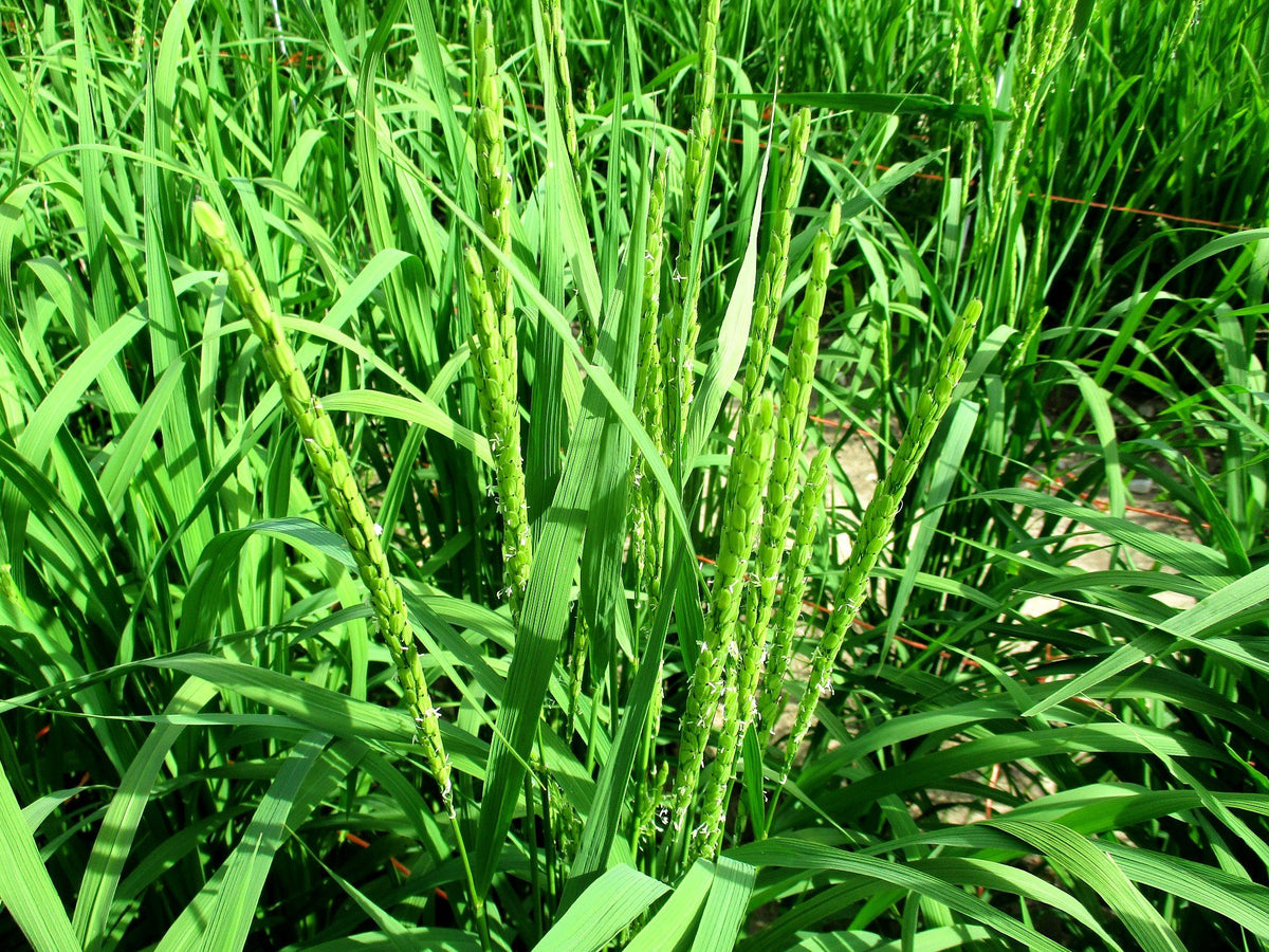 Asahimaru Rice Akamuro Rice – Great Lakes Staple Seeds