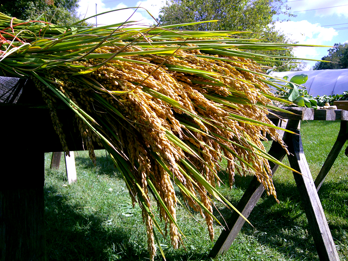 Ashibetsu Rice Akitakomachi Rice – Great Lakes Staple Seeds