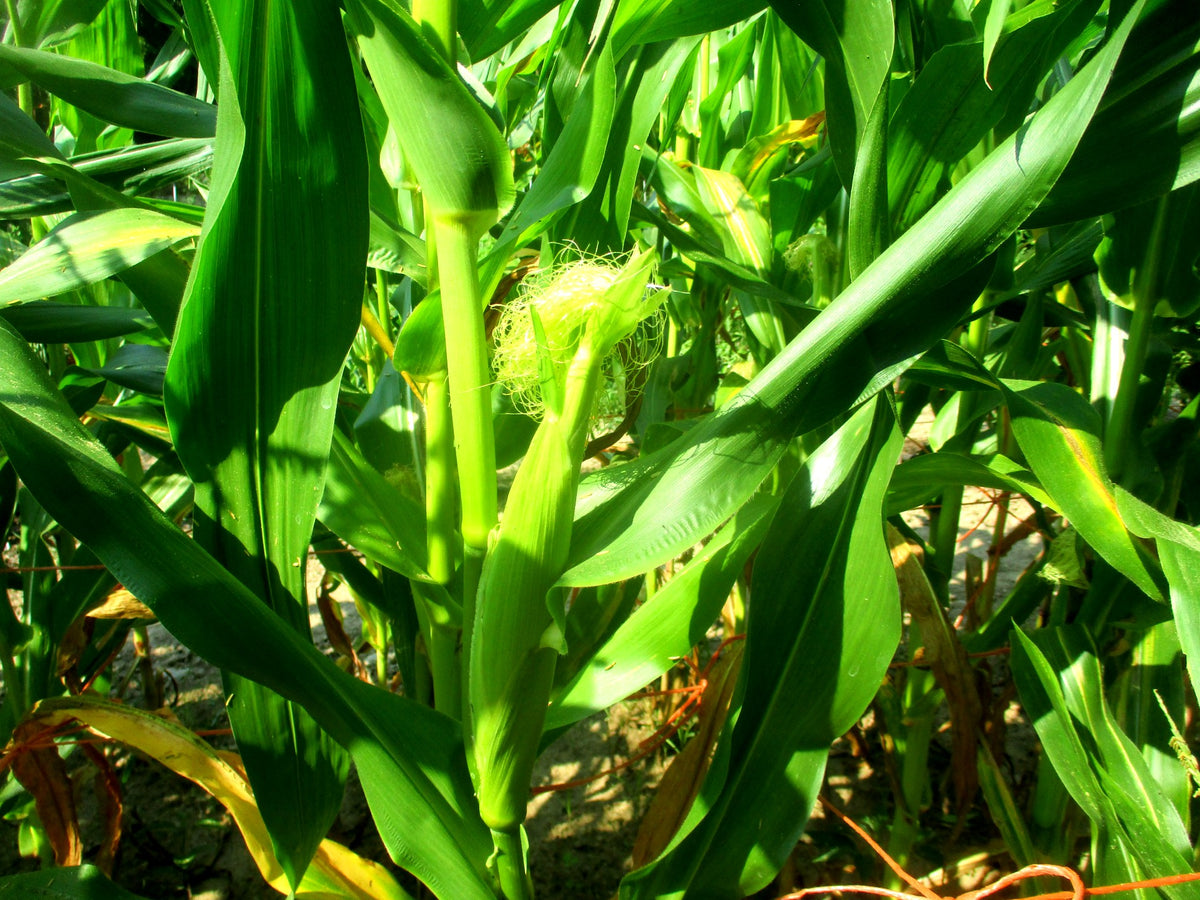 Alberta Clipper Dent Corn – Great Lakes Staple Seeds