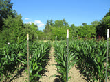 Original Alberta Clipper trial plot 2014