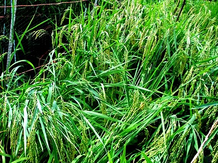 Arpa Shali Rice – Great Lakes Staple Seeds