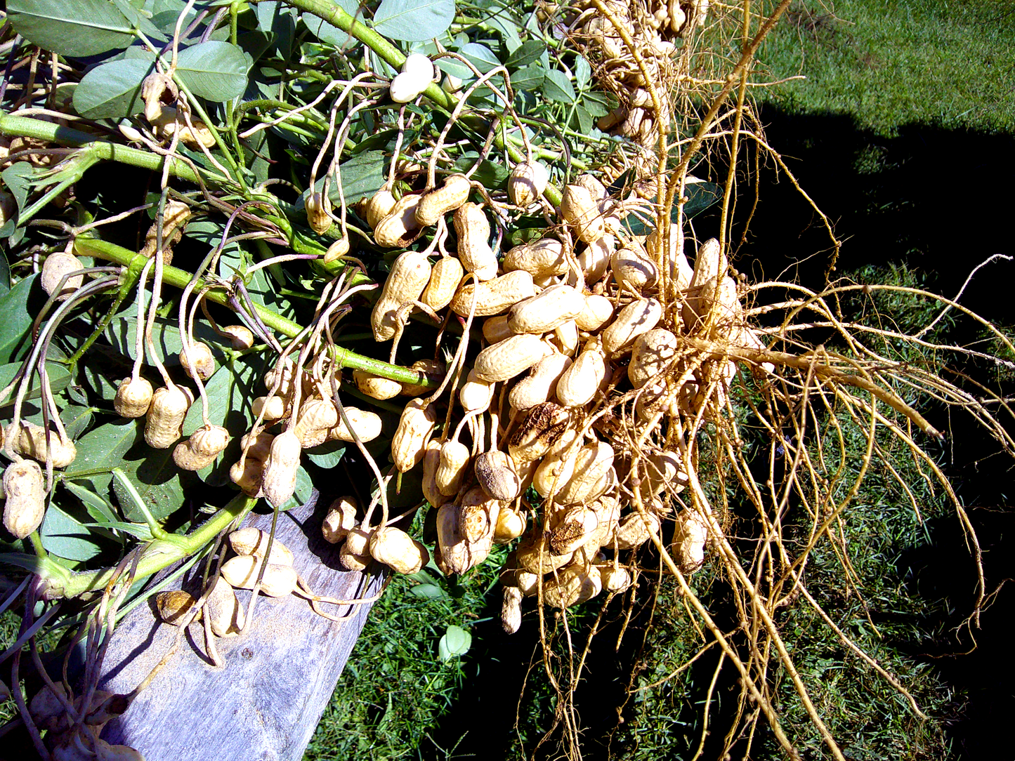 BARCG1 Peanut (India)