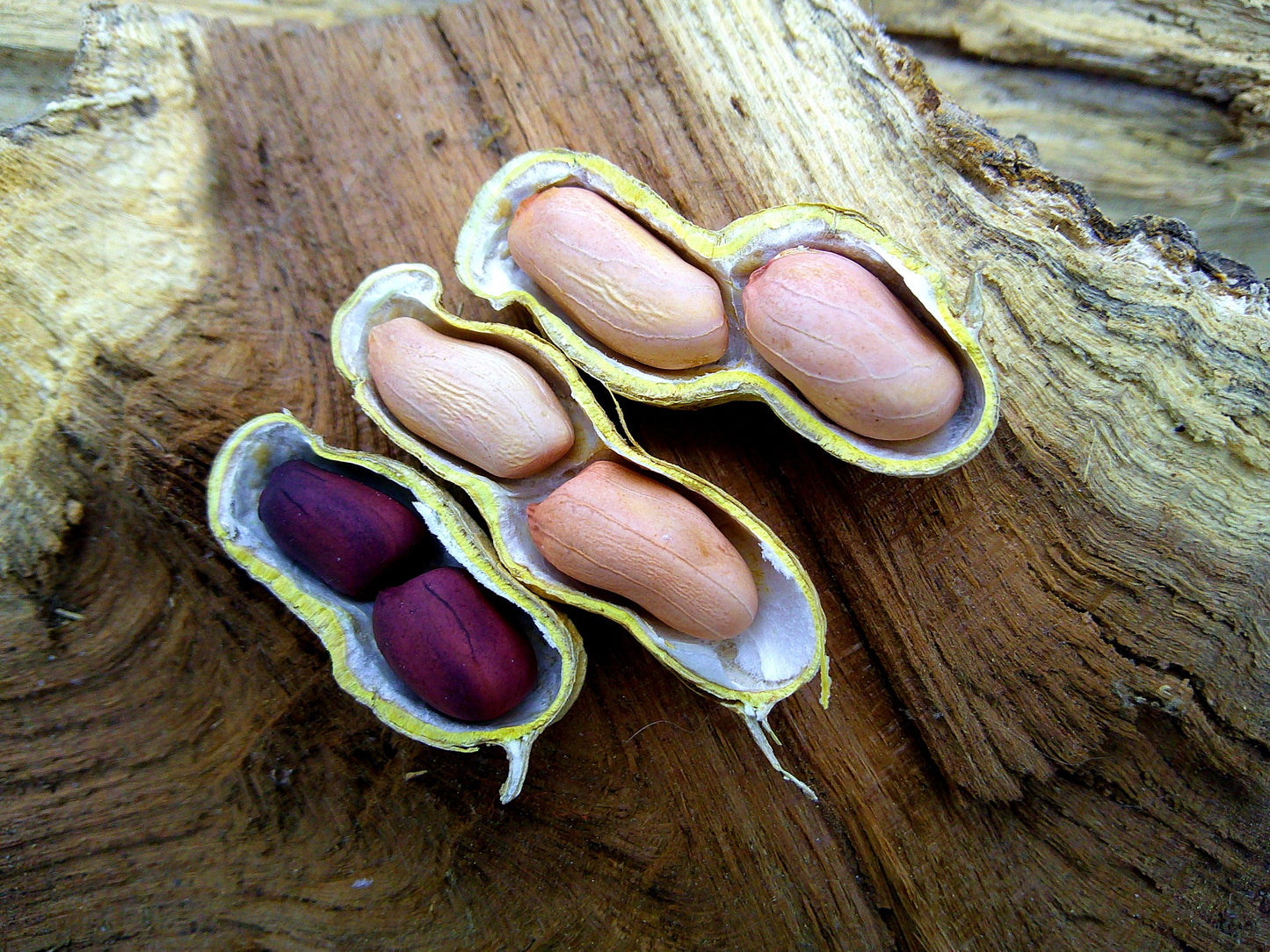 BARCG1 Peanut (India)