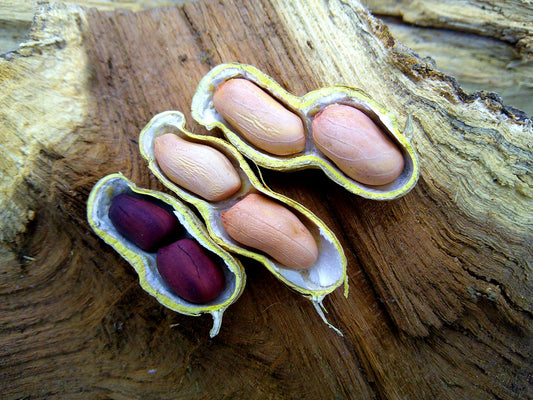 BARCG1 Peanut (India)