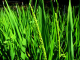 Bavade rice flowering.