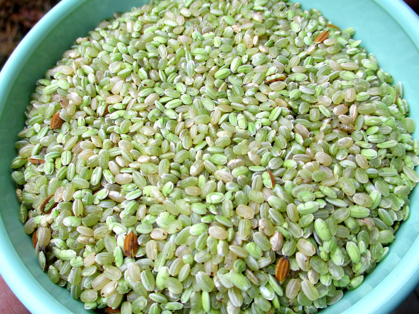 Dehulled Bavade wih both white and greenish bran kernels.