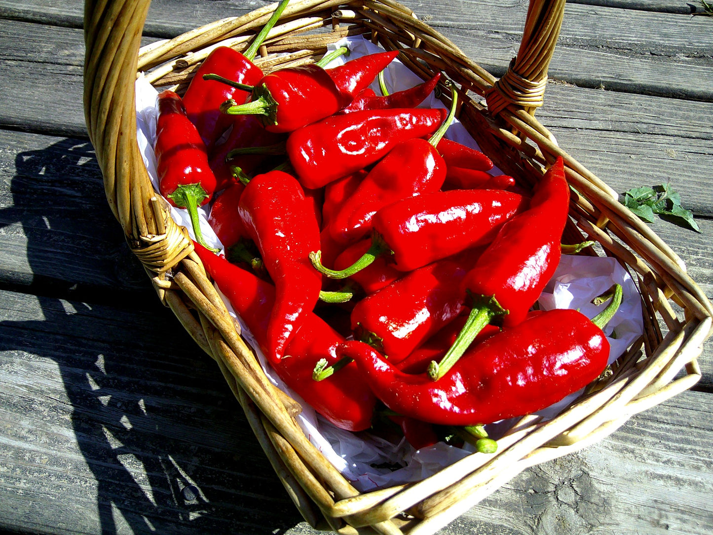 Chimayo Pepper