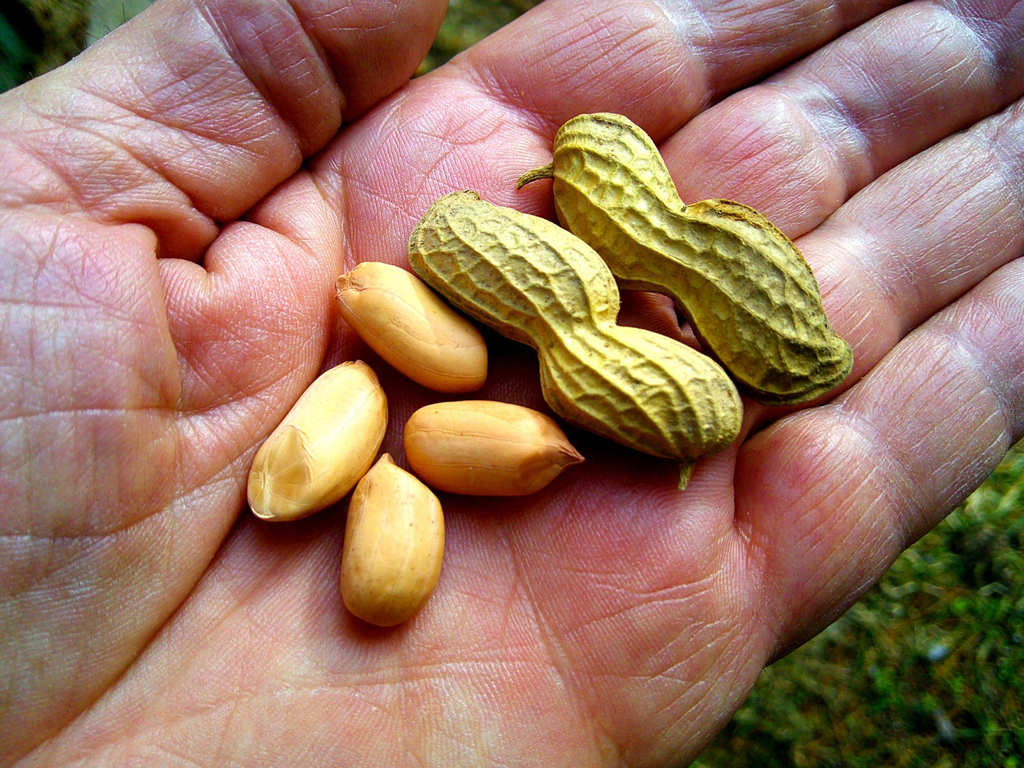 Colorado Largo Peanut
