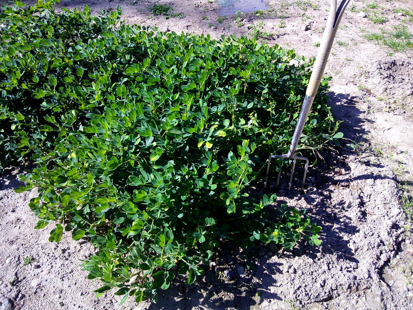 Colorado Largo Peanut