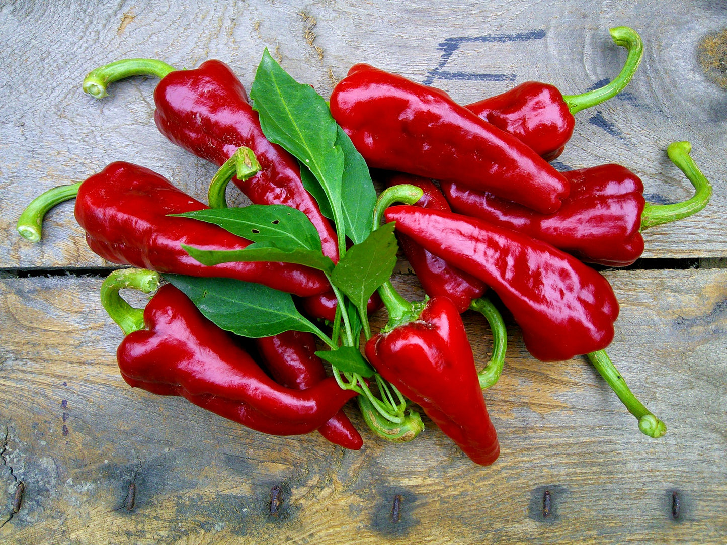 Cuartelez Chile Nativo Pepper