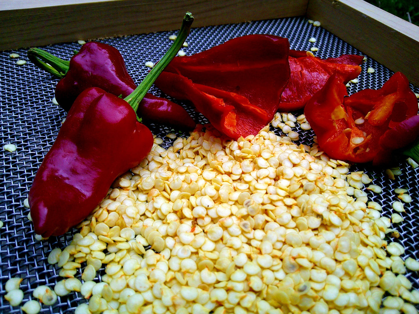 Cuartelez Chile Nativo Pepper