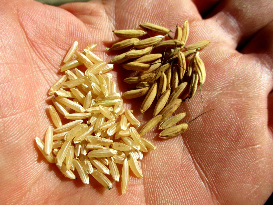 Rice Cultivars for Cold Temperate Gardens – Great Lakes Staple Seeds