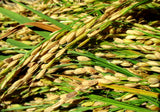 Gharib rice ready for drying