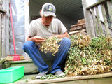 Pulling mature Tennessee Red Valencia Peanut pods.