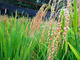 Mature Kwanto Wase panicles