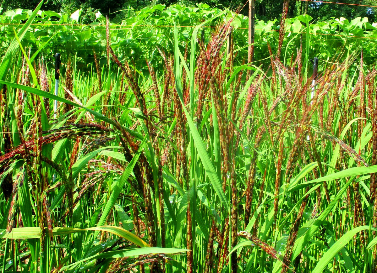 Kzul Shali Rice – Great Lakes Staple Seeds