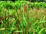 Kzu Shali ater flowering