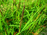 Mizukuchiine flowering