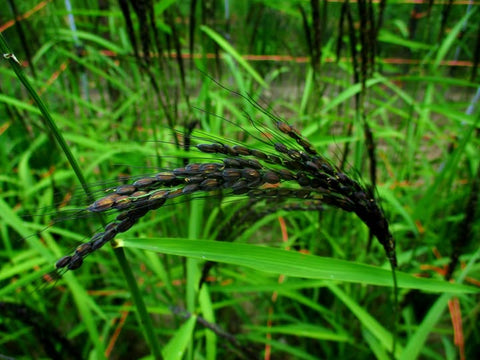 Mizukuchiine nearing maturity