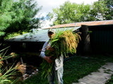 Parnelli harvest Sept 22nd