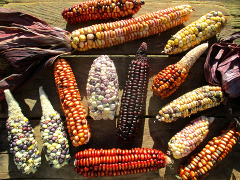 South American Corn Composite