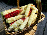 Saskatoon White flint corn. It will also produce a few red and orange ears.