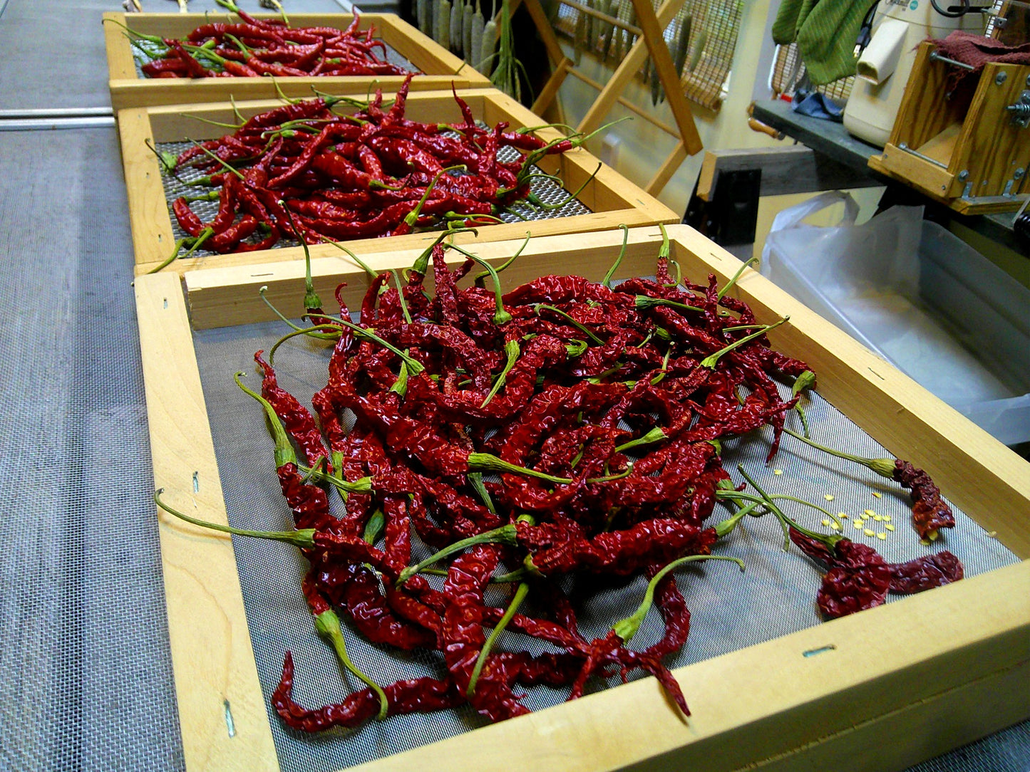 Sirarakhong Hathei Chili Pepper