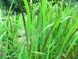 Suchit rice beginning to flower in mid-July