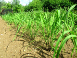 Young Suchit rice plants beginning to tiller