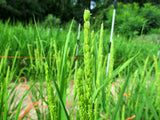 Yukimochi flowering