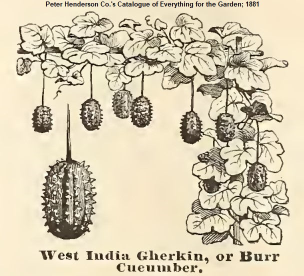 West India Gherkin