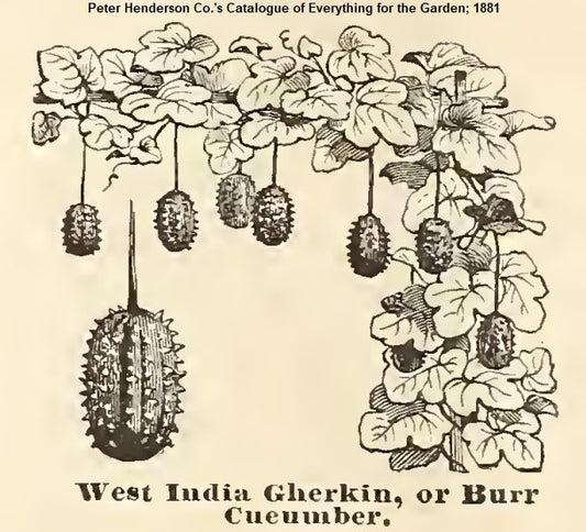 West India Gherkin