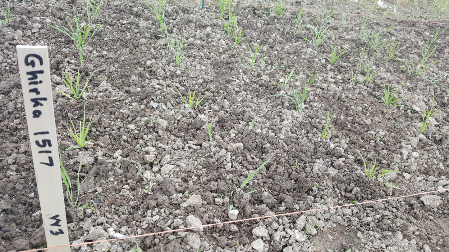 Ghirka 1517 Wheat in 2017