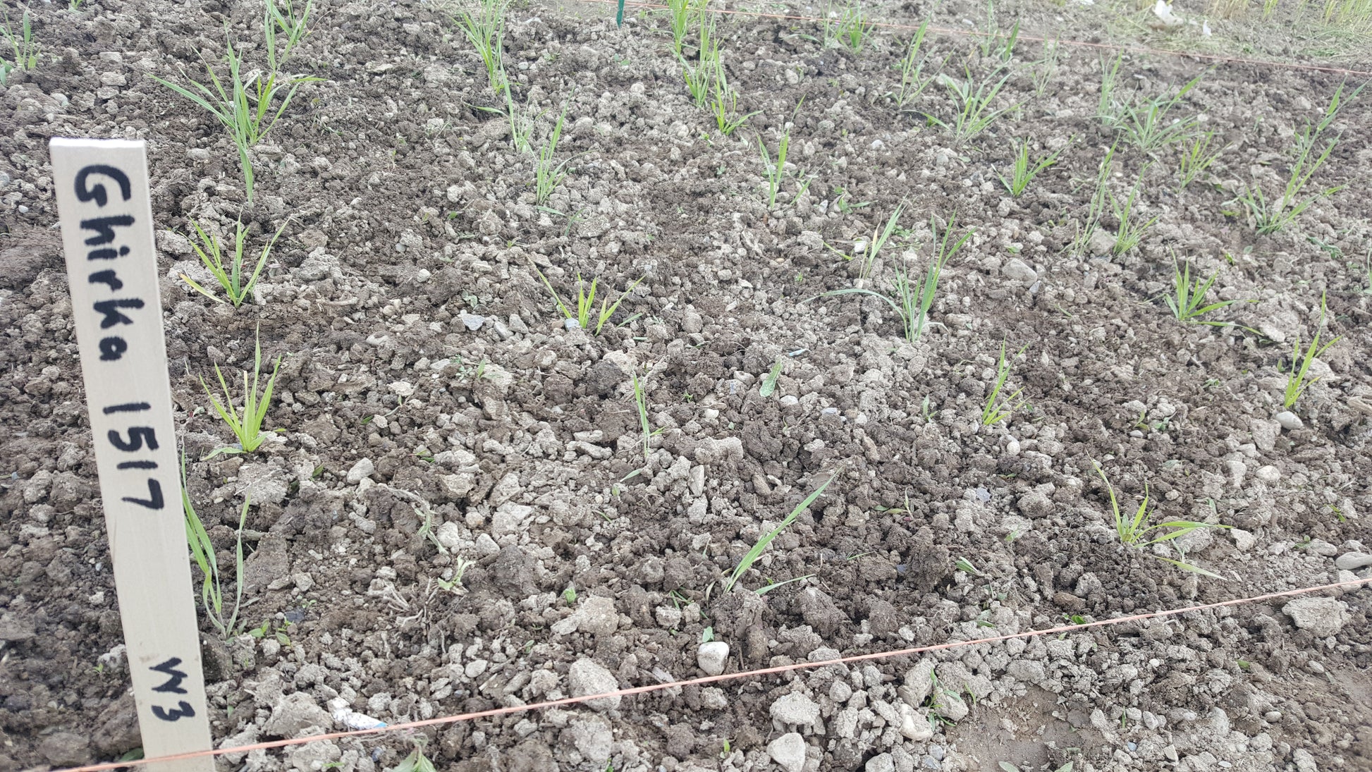 Ghirka 1517 Wheat in 2017