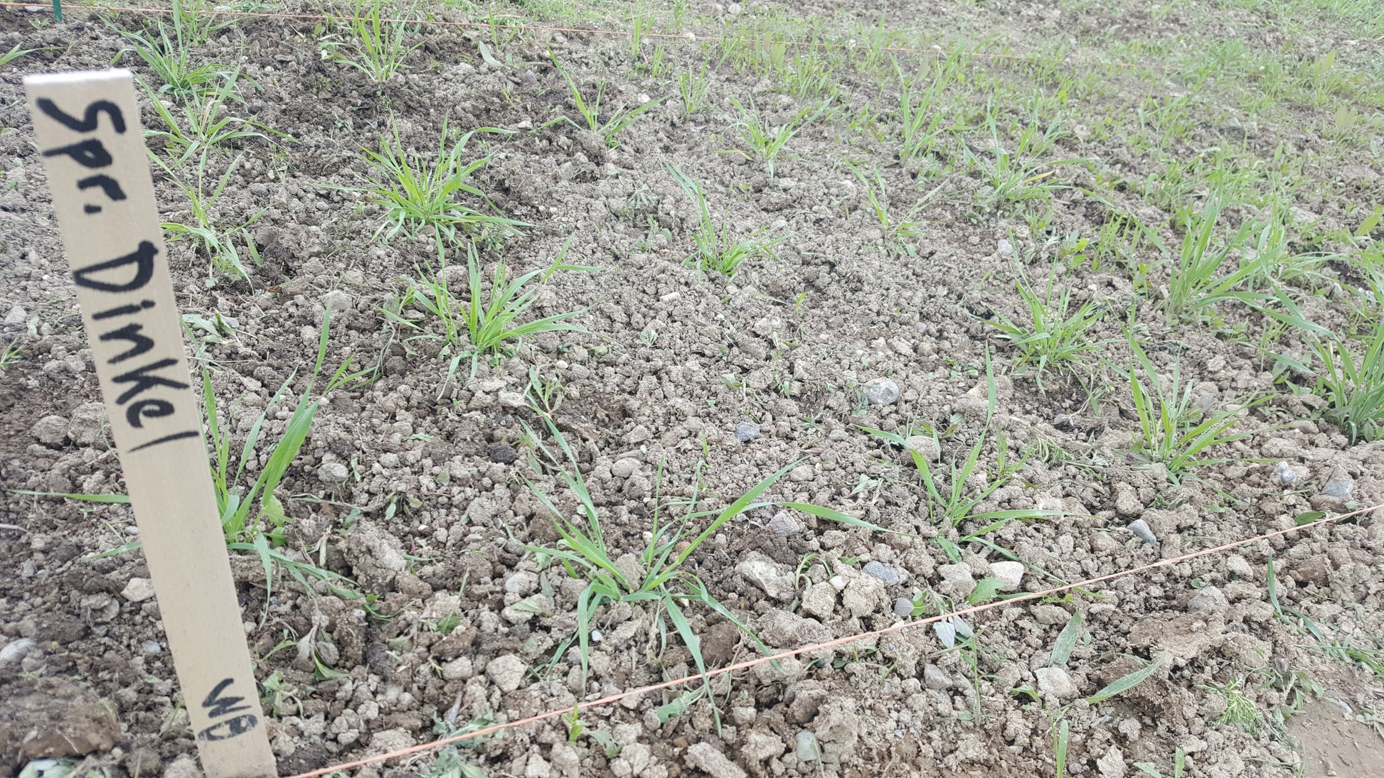 stand/plot of Spring Dinkel