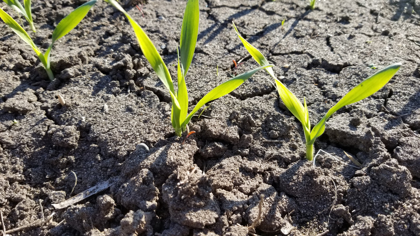 Sardinian Barley - Spring Planted