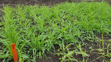 Bere barley in seed plot