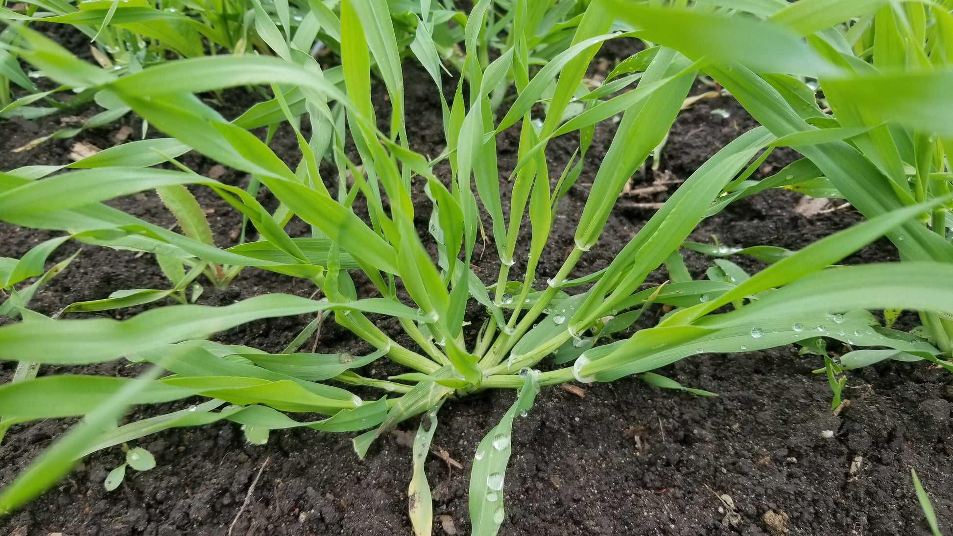 Bere barley in tillering stage