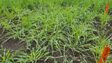 Ghirka 1517 Wheat seed plot in 2018-05