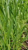 Michigan Short South Wheat