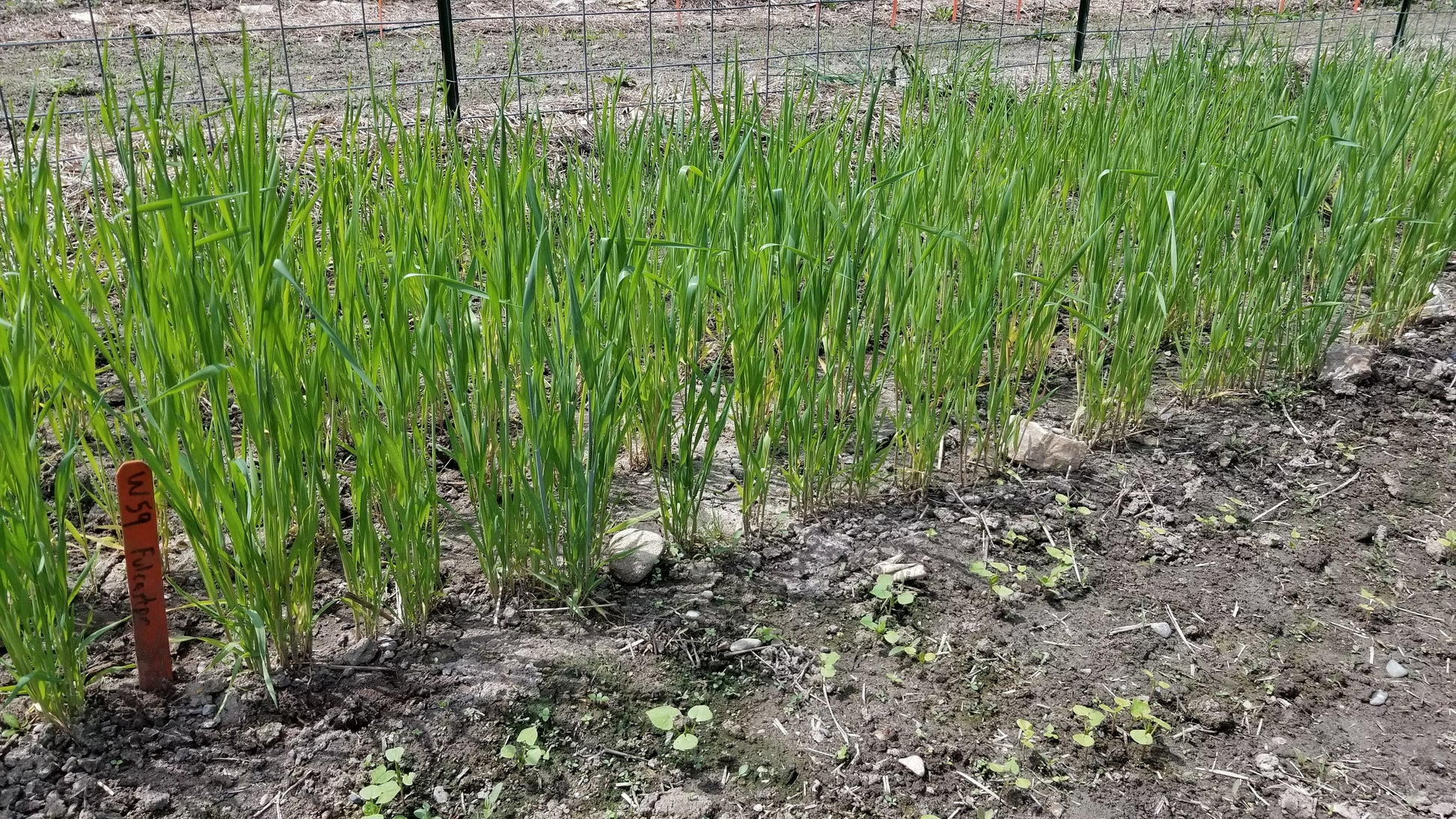 A plot of fall-planted soft red winter Fulcaster Wheat plants in early spring - field view